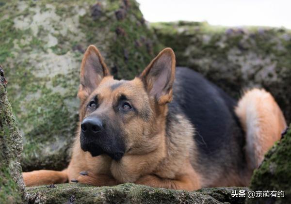 牧羊犬视频 牧羊犬视频（东德牧羊犬视频） 动物