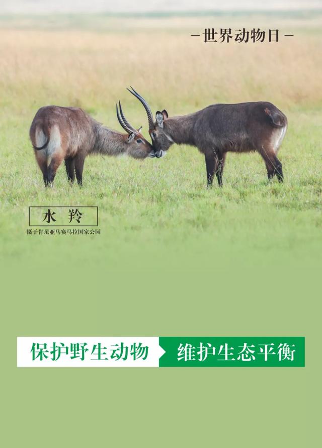 世界動物日 用行動詮釋愛你 Kks資訊網