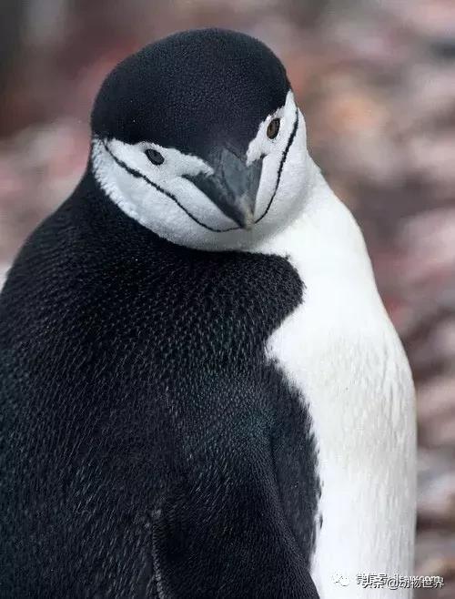 企鹅生活在哪里