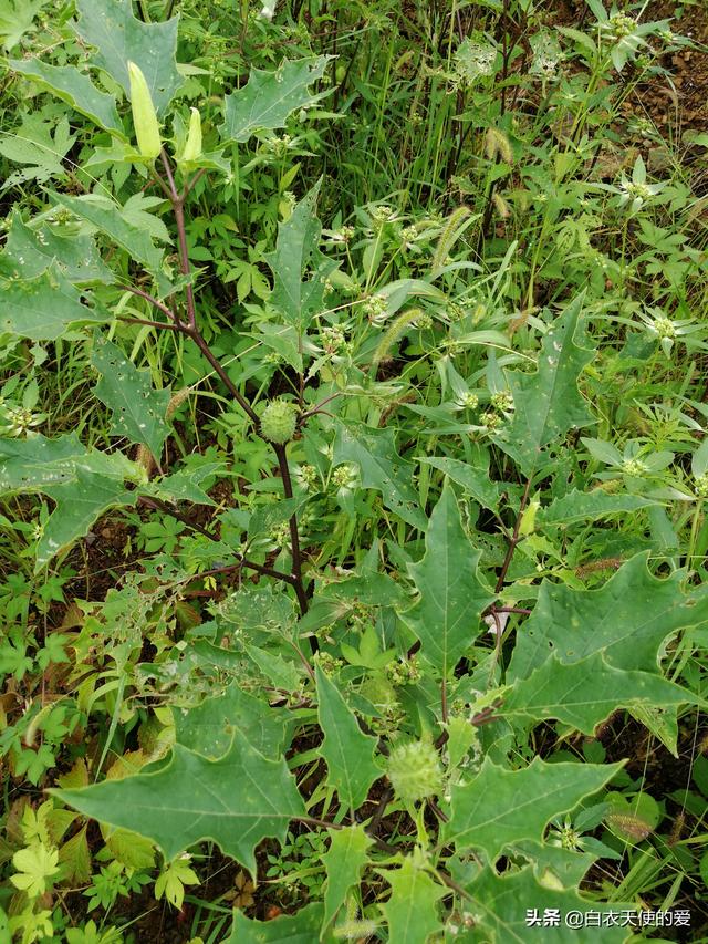 曼陀罗花功效 曼陀罗花功效（曼陀罗花工笔画表现形式） 生活