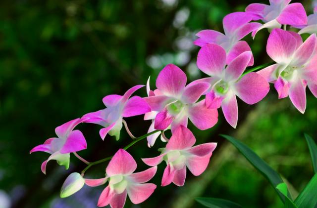 兰花种植方法 兰花种植方法（西兰花种植方法） 生活