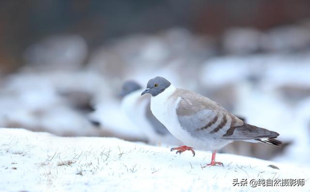 雪鸽