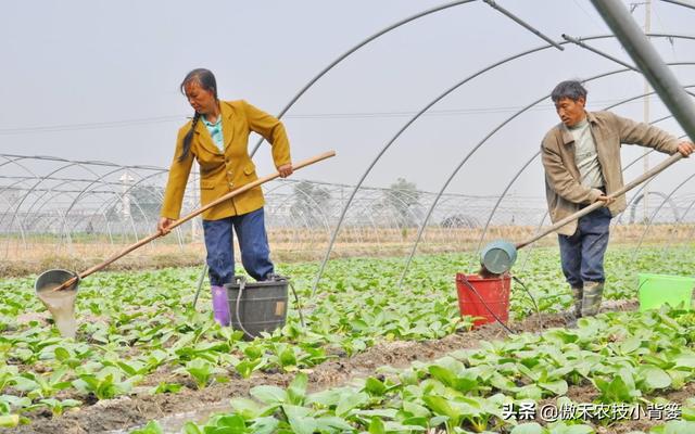 瓜果蔬菜灵活巧施钙肥，能有效提高果蔬的品质9