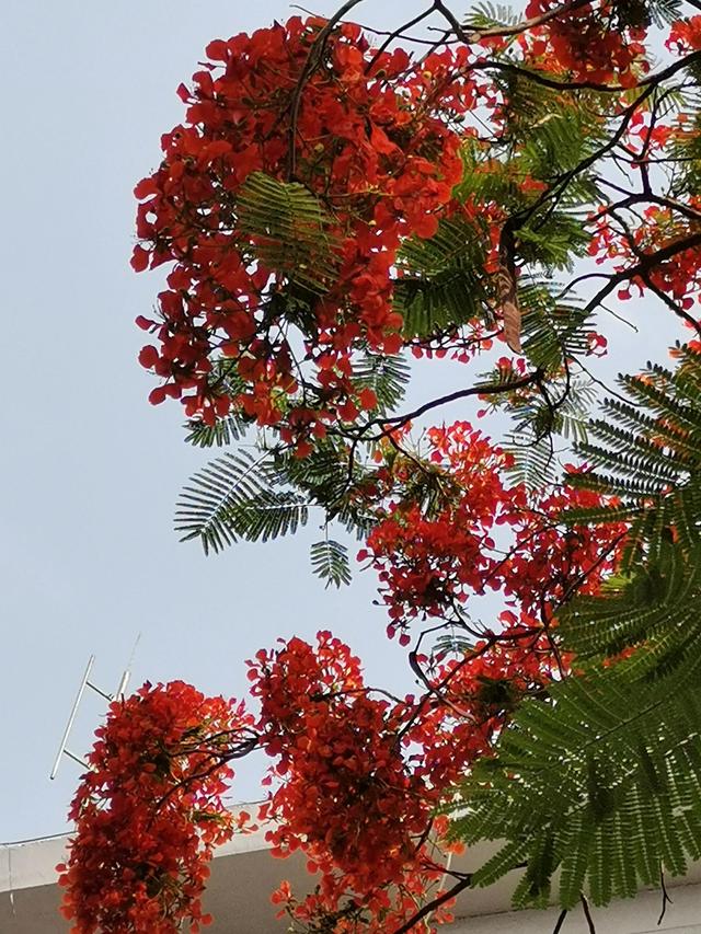 红花楹 红花楹（红华樱花） 生活