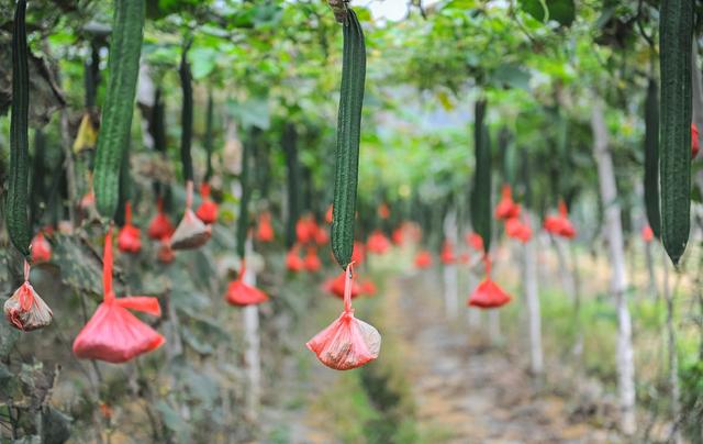 4月在家种“绿色蔬菜”丝瓜，用好3种肥，长得多口感好3