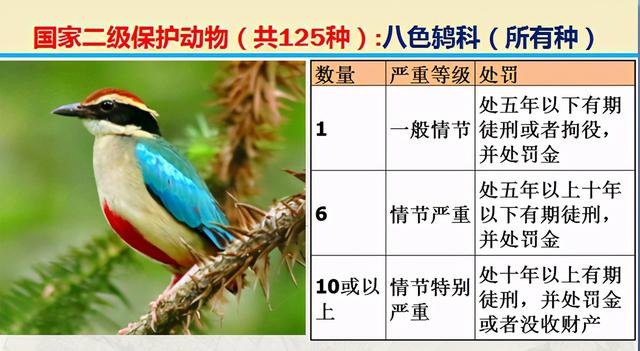 国家二级保护动物有哪些