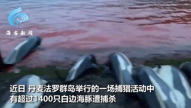 「辟谣」海豚残忍却不伤害人类(海豚有人类的行为吗)