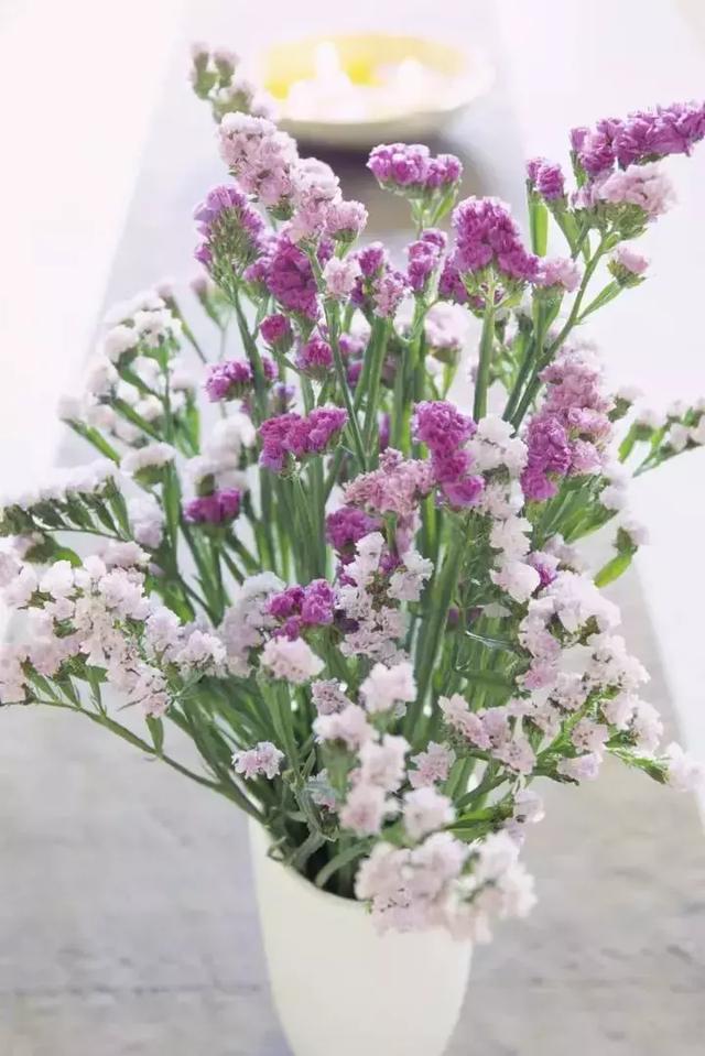 勿忘我花语勿忘我花语和寓意