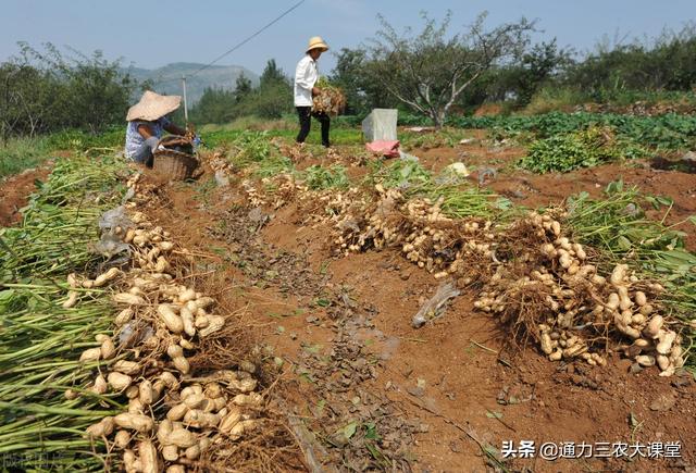 花生膨果慢黄叶病害多，只用一招轻松解决，叶面喷施快速防病增产5