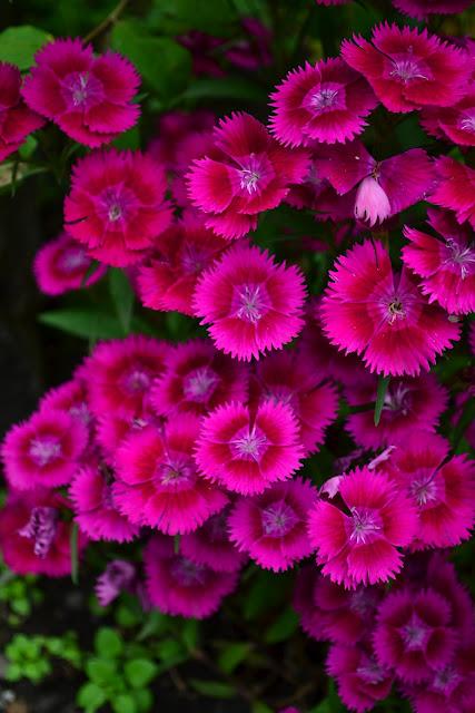 5月1日花语 太阳信息网
