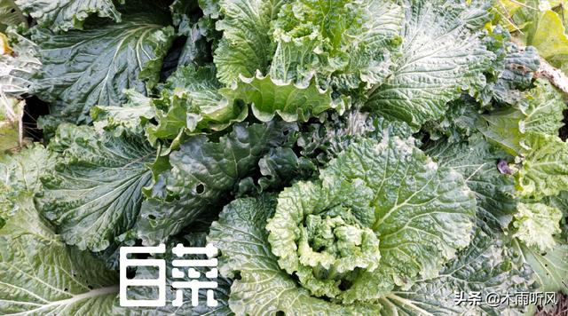 种植秋白菜，菜青虫危害大，如何防治，打什么农药好？