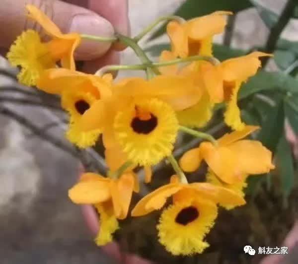 石斛种类 石斛种类（石斛种类有哪些） 生活