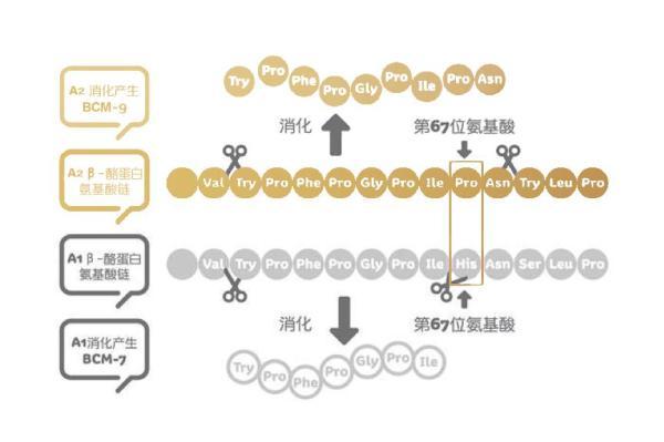 a2是什么奶粉