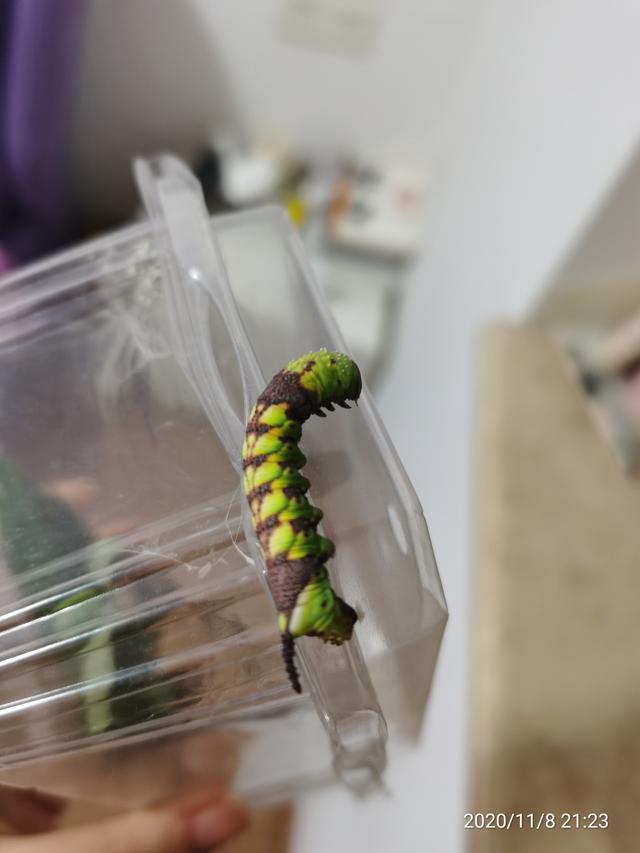 烟草天蛾
