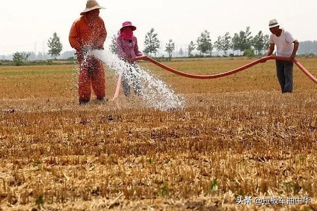 玉米播后苗前，如何选择除草剂