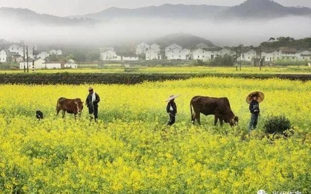 路九全散文 朝思暮想在乡村 太阳信息网