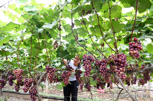 植物生长调节剂种类多、差异大，农民要学会挑选和使用的正确方法7