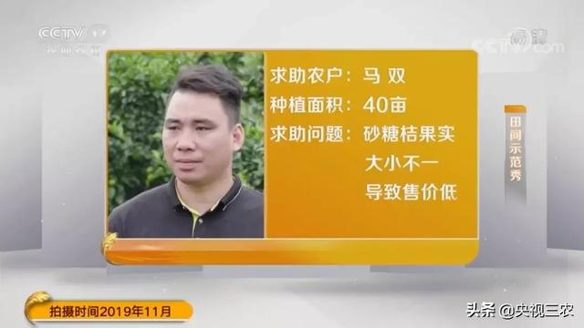 砂糖桔全攻略！大小果咋办？怎么一眼“看”出最甜的果？3