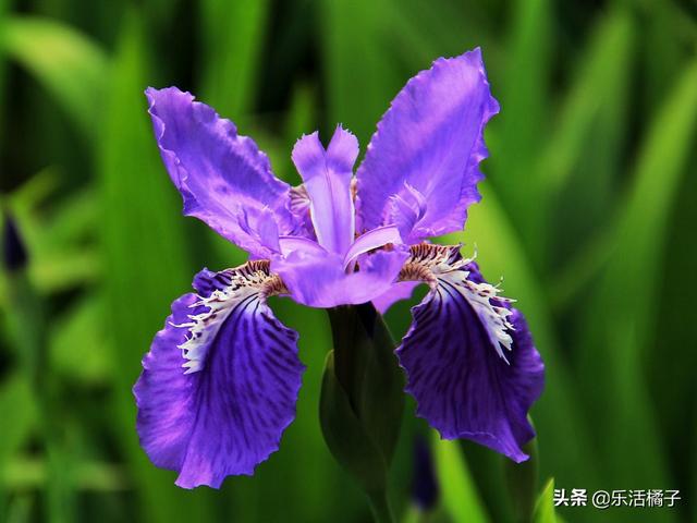 鸢尾花花语