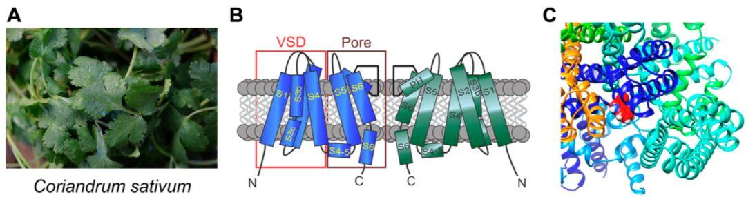 香菜作为中药治疗癫痫，被美国科学家的最新研究证实其分子机制3