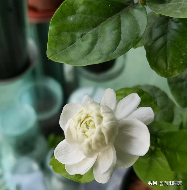 茉莉花 茉莉花（茉莉花花语） 生活