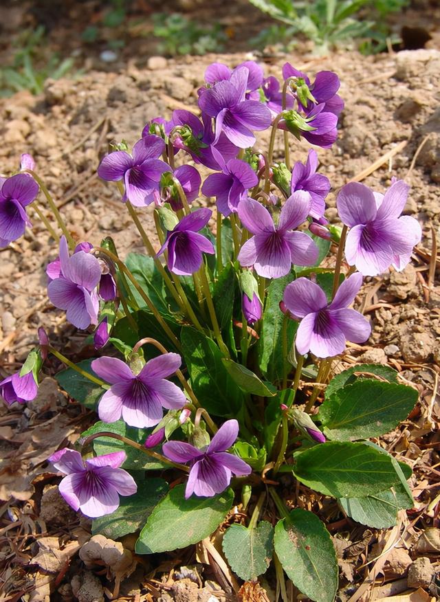 紫色的花