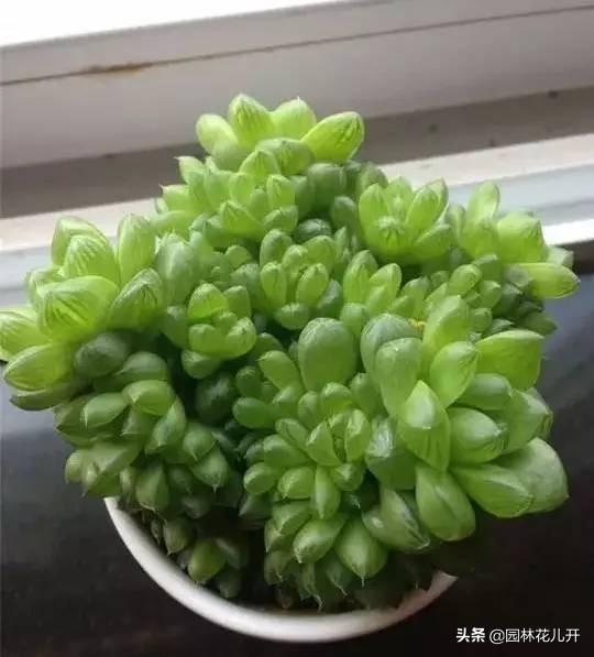 多肉植物图谱 多肉植物图谱（多肉植物怎么种） 生活