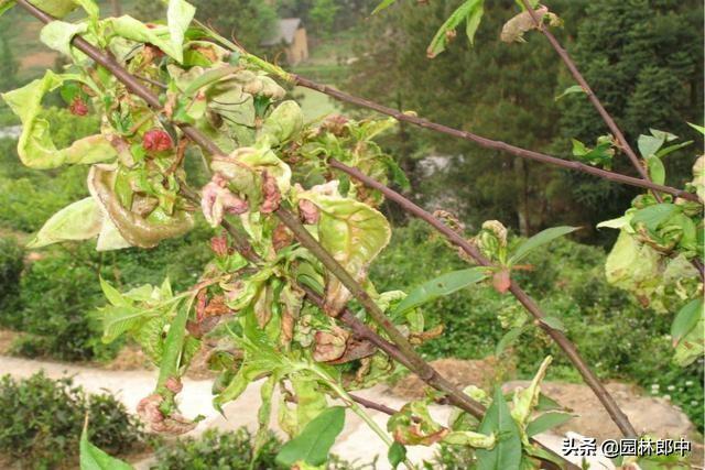 园林植物常见的10种叶部病害，掌握后，轻松应对这个高温多雨季！8