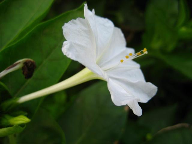 紫茉莉 紫茉莉（紫茉莉花简笔画） 生活