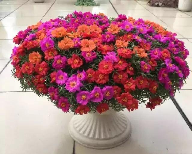 太阳花的种植 太阳花的种植「太阳花的种植方法和注意事项」 生活