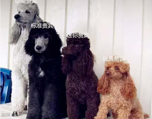 贵宾犬