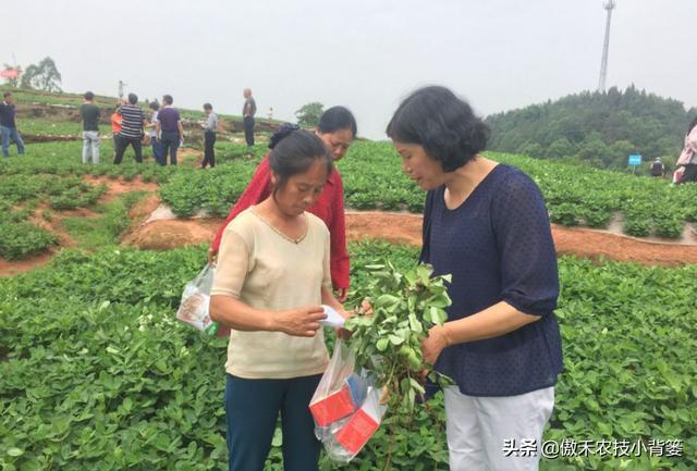 夏季多雨花生容易爆发叶斑病，掌握技巧早防早治确保高产9