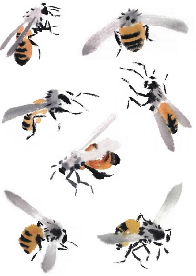 蜜蜂的画法(国画小蜜蜂的画法)