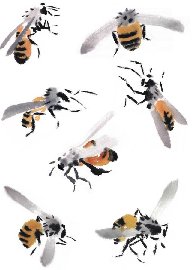 蜜蜂的画法 蜜蜂的画法