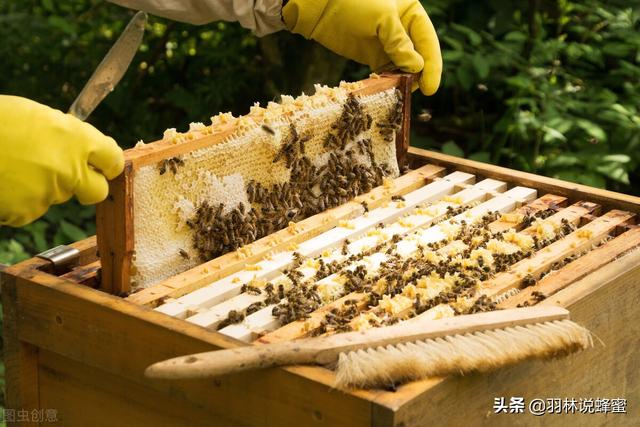 蜂蜜过滤机去哪里买