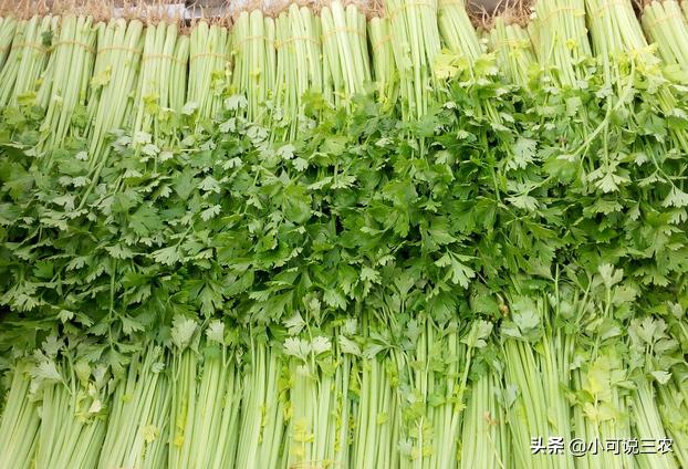 种植芹菜总是会死苗，看看下面这些原因，一起学会防治方法5