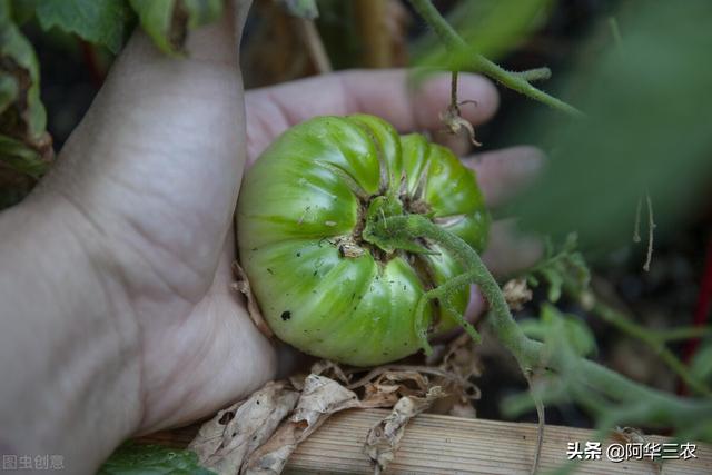 农户种植西红柿，其烂果的原因有哪些？及时防治，提产增收4