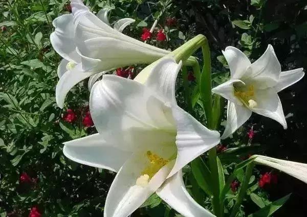 黄菊花的花语 黄菊花的花语（黄菊花的花语是什么） 生活