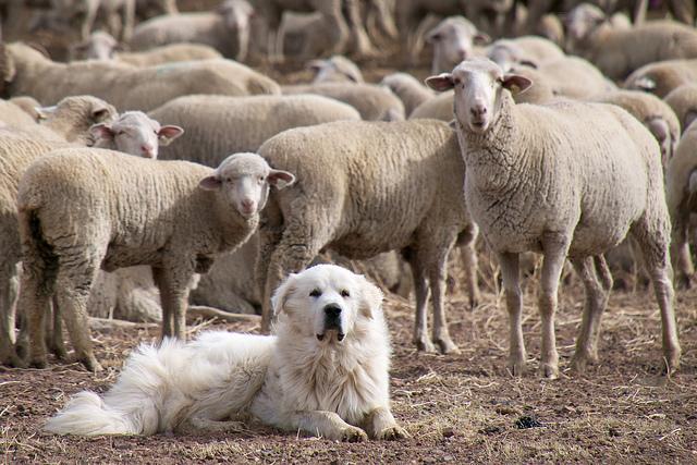 护卫犬有哪些