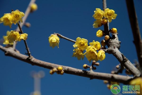 腊梅花种子