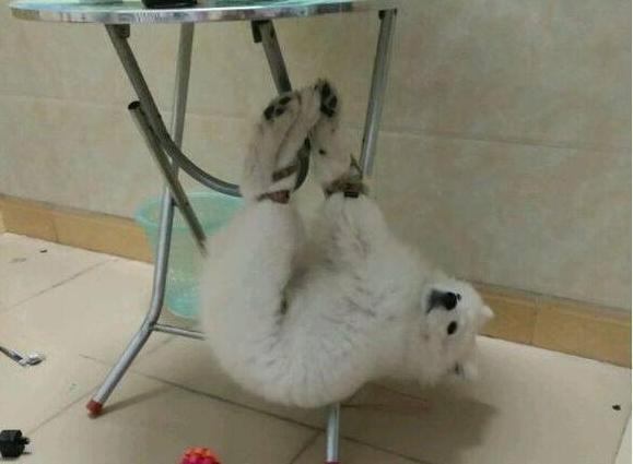 训狗