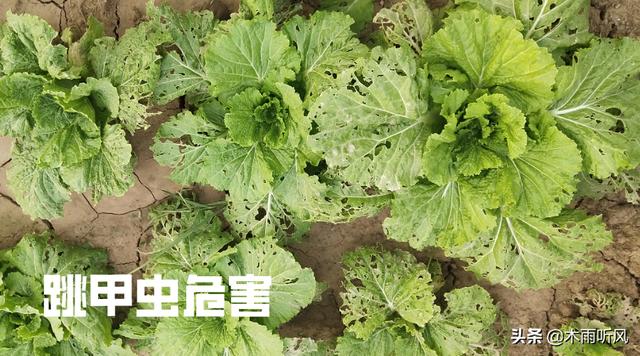 种植白菜，跳甲虫危害大，怎样防治？用什么农药效果好？2