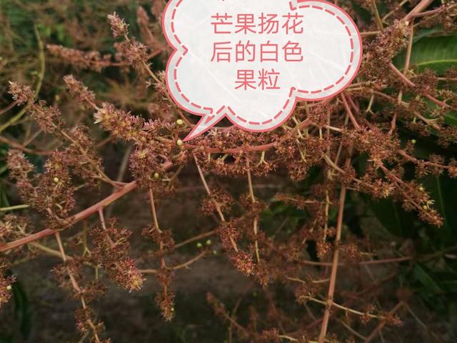 “碧护”是什么药剂？芒果能不能使用“碧护”？以下方法有高招3