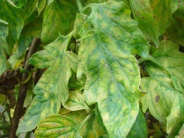 番茄叶斑病害有多种区分清楚早预防才能健壮有产量