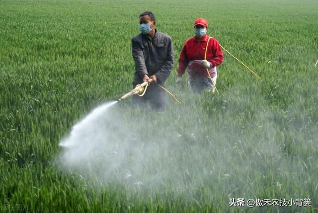 小麦春季要重防纹枯病、赤霉病、白粉病和锈病，打药配方请收好9