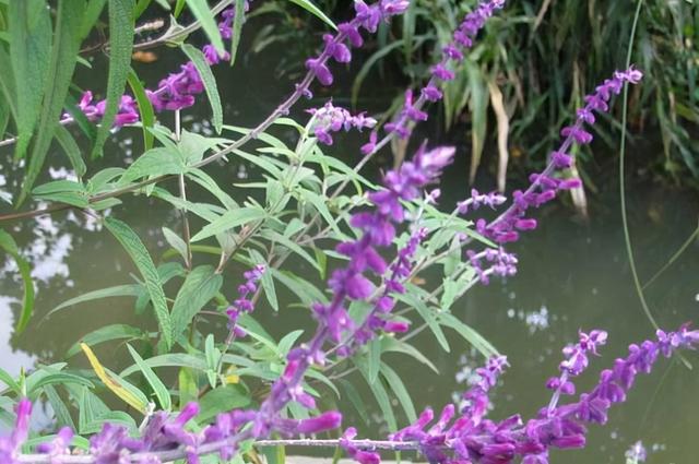 醉鱼草 醉鱼草（醉鱼草花语） 生活