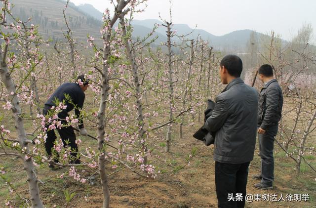 你的果园树盘进行清耕、打除草剂还是覆盖，园艺地布是不错的选择1