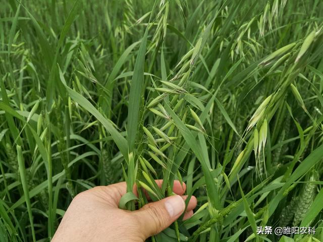 防治麦田节节麦野燕麦黑麦草等禾本科杂草，用这一个配方就够啦