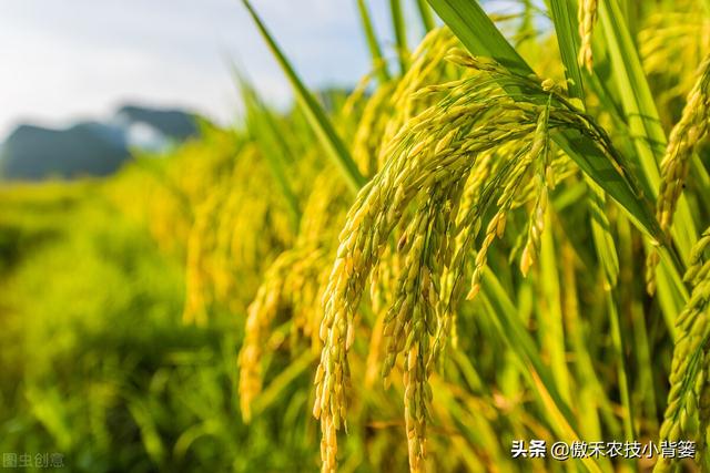 水稻什么时候收获产量最高？如何准确判断水稻最佳收获期？