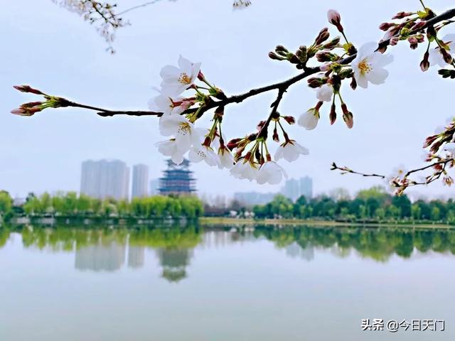  湖北天门赏春攻略来了！这些地方值得去~